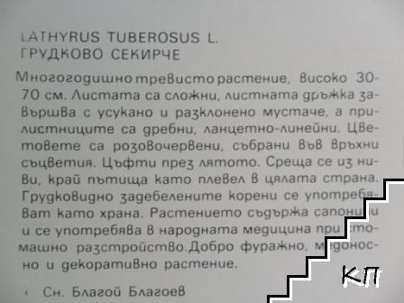 Грудково секирче - снимка 1