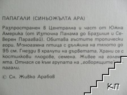 Папагали (синьожълта ара) (Допълнителна снимка 1)