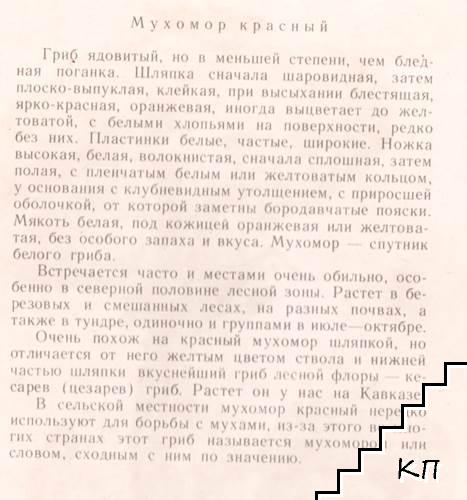 Грибы - снимка 2