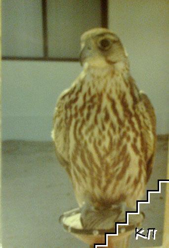 Qatar. Falcon