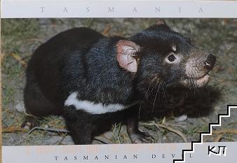 Tasmanian devil