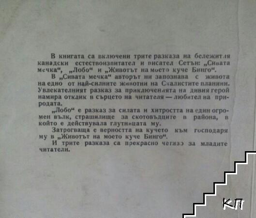 Сивата мечка (Допълнителна снимка 2)