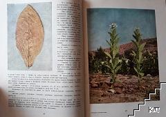 Български тютюневи сортове (Допълнителна снимка 1)