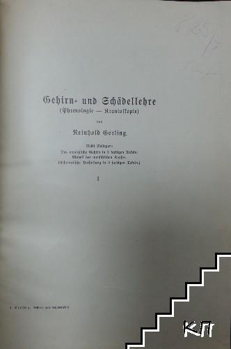 Gehirn und schädellehre. Heft 1-3