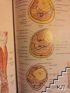 Essential Clinical Anatomy (Допълнителна снимка 3)
