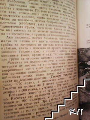 Човекът и делфинът (Допълнителна снимка 1)