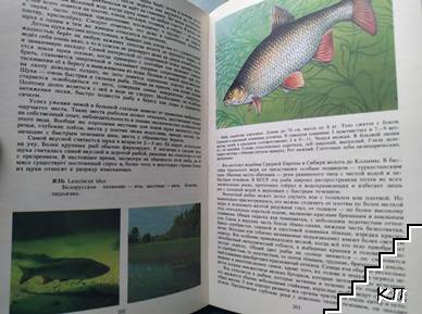 Рыбы (Допълнителна снимка 3)