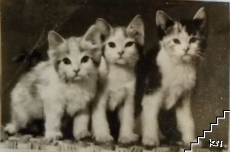 Котенца