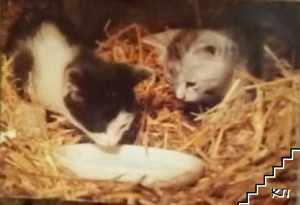 Котенца