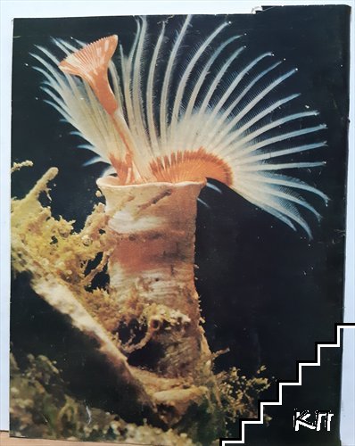 Космос. Бр. 2 / 1980 (Допълнителна снимка 1)