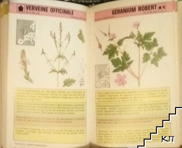 Fleurs sauvages (Допълнителна снимка 2)