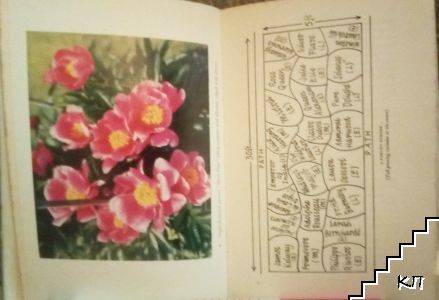 The paeony (Допълнителна снимка 1)