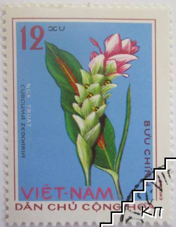 Dan Chu Cong Hoa - Curcuma