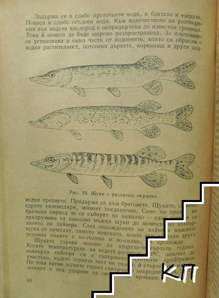 Риболовен наръчник - снимка 2