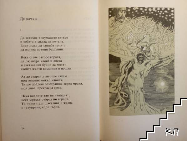 Коило - галена трева - снимка 2