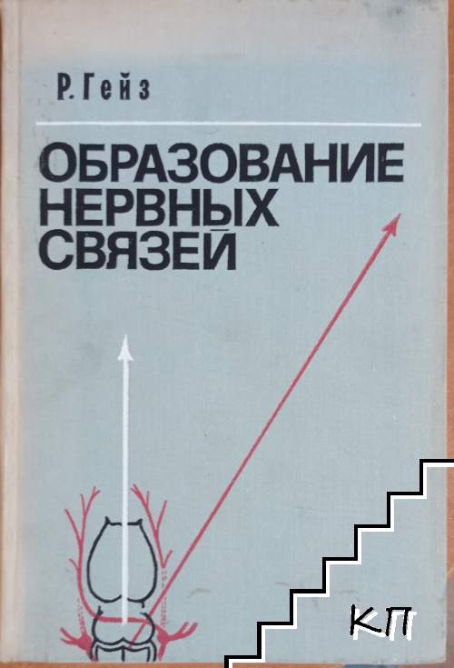 Образование нервных связи