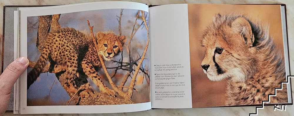 Young Wildlife (Допълнителна снимка 2)