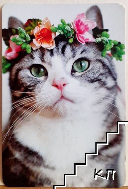 Коте 2018