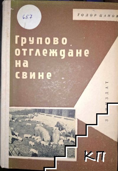 Групово отглеждане на свине
